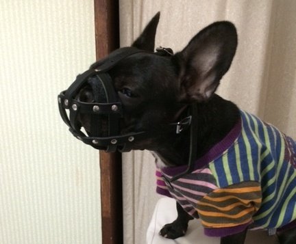 フレンチブルドッグ Amazon.co.jp: Veronese Design 4 1/4インチ ブラックフレンチ